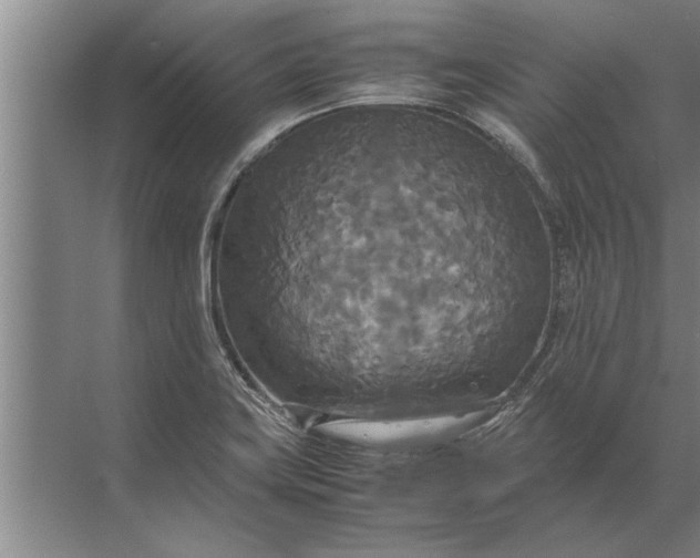 X0000072521419200607290146