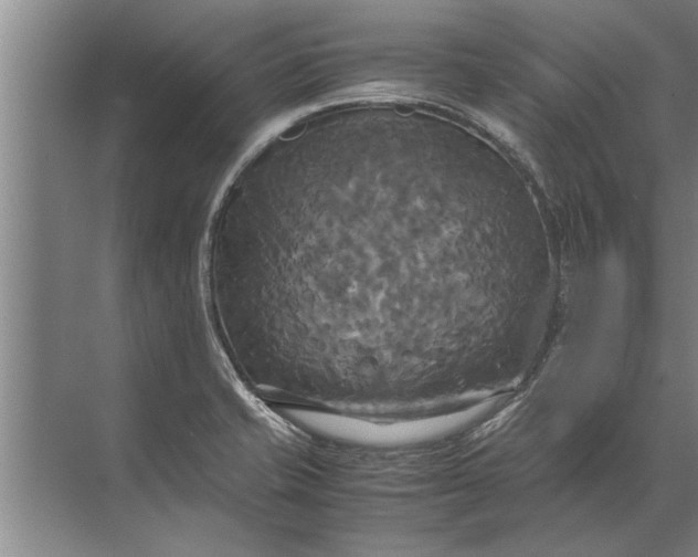 X0000072521421200607290146