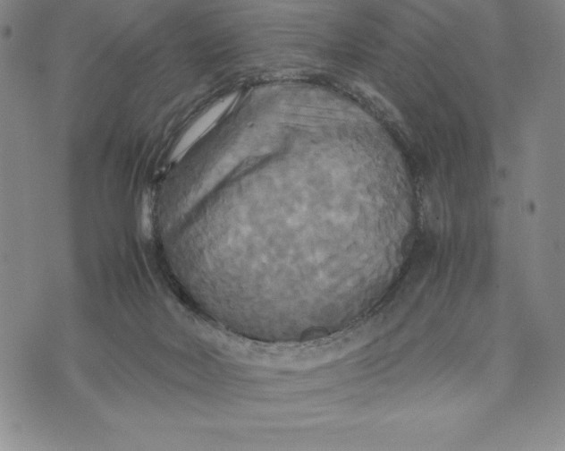 X0000072520026200608041543