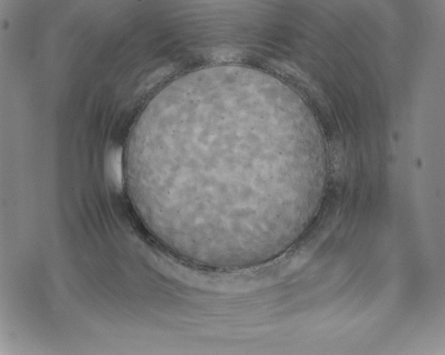 X0000072520028200608041543