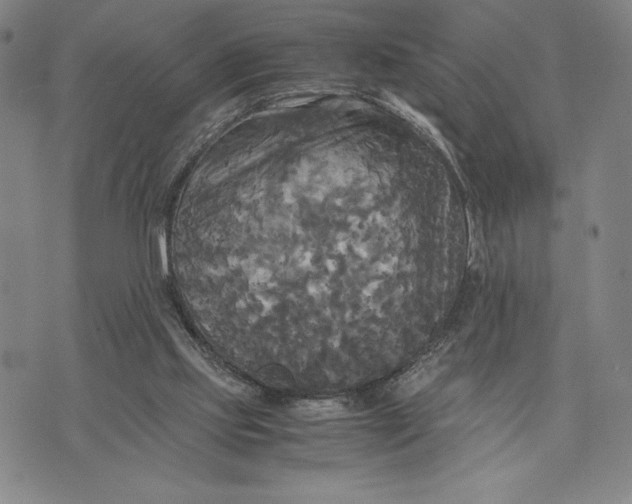 X0000072520061200608041542