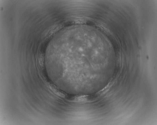 X0000072520078200608041543