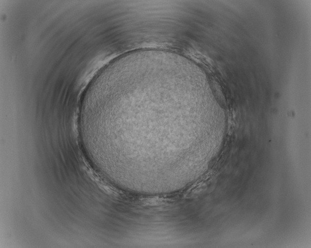 X0000072520098200608041542