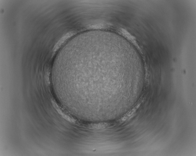 X0000072520106200608041542