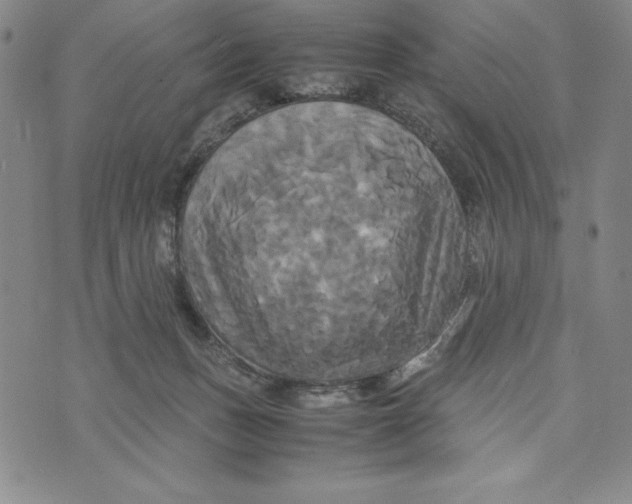 X0000072520175200608041541