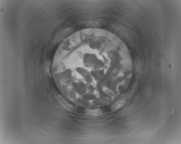 X0000072520185200608041541