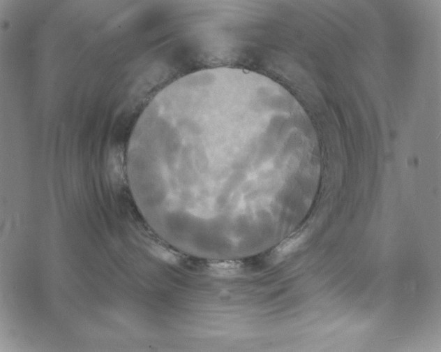 X0000072520240200608041540