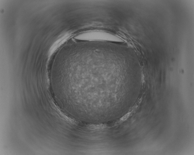 X0000072520245200608041539