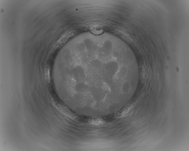 X0000072520262200608041539