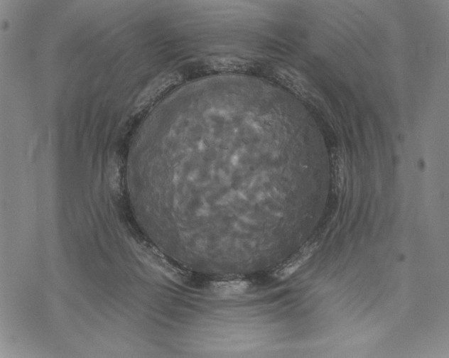 X0000072520266200608041539