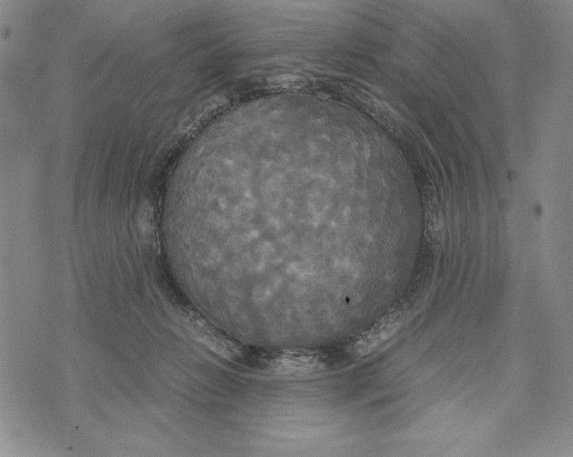 X0000072520270200608041539