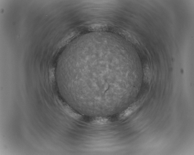 X0000072520278200608041540