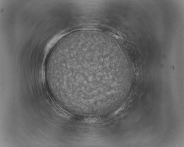 X0000072520294200608041539