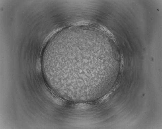 X0000072520298200608041539