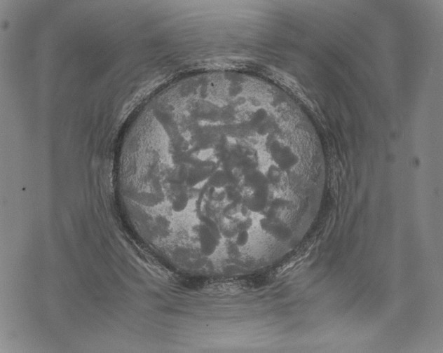 X0000072520299200608041539