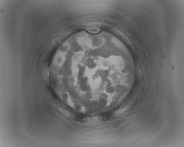 X0000072520307200608041539