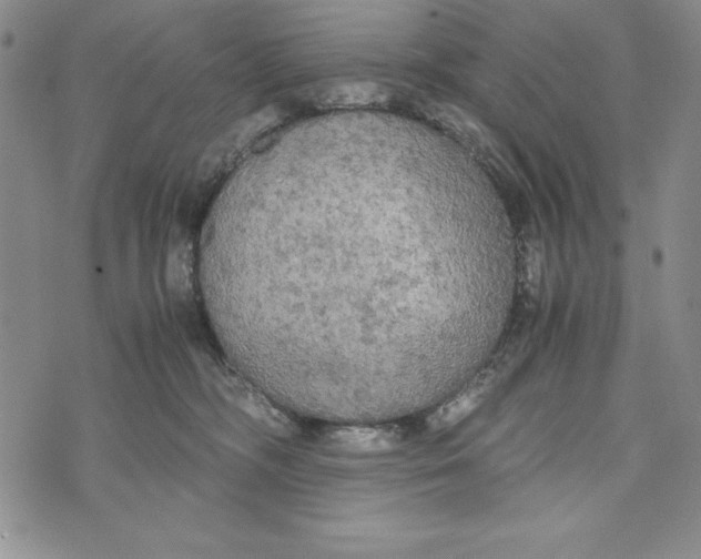 X0000072520326200608041538