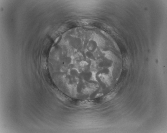 X0000072520331200608041538