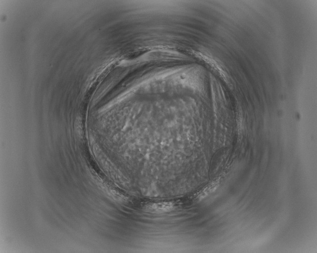 X0000072520353200608041538