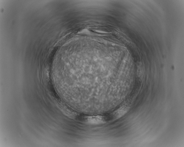 X0000072520363200608041538