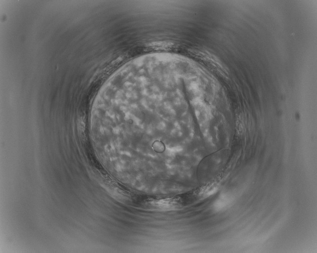 X0000072520365200608041538