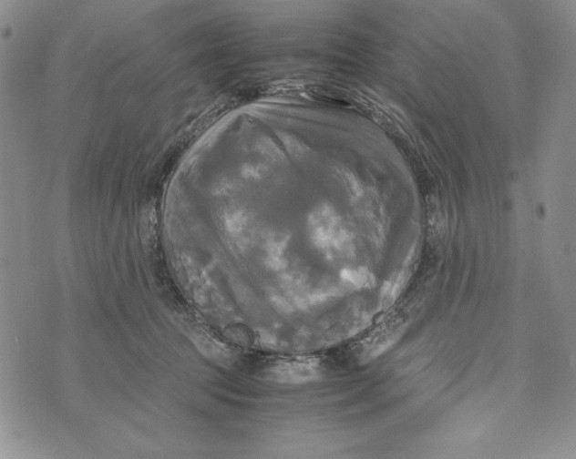 X0000072520369200608041538