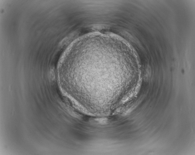 X0000072520478200608041536