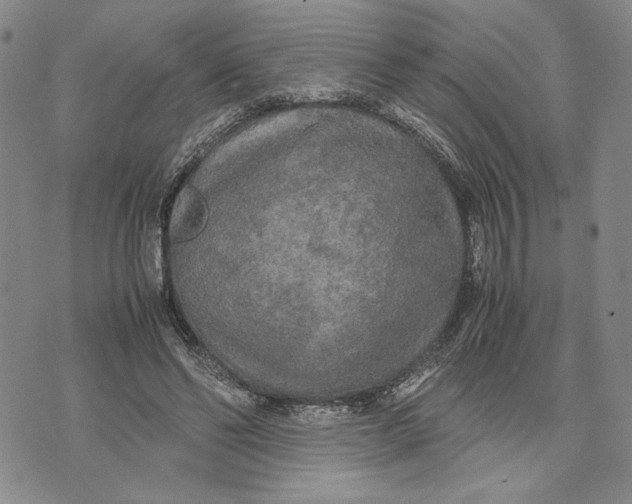 X0000072520494200608041535