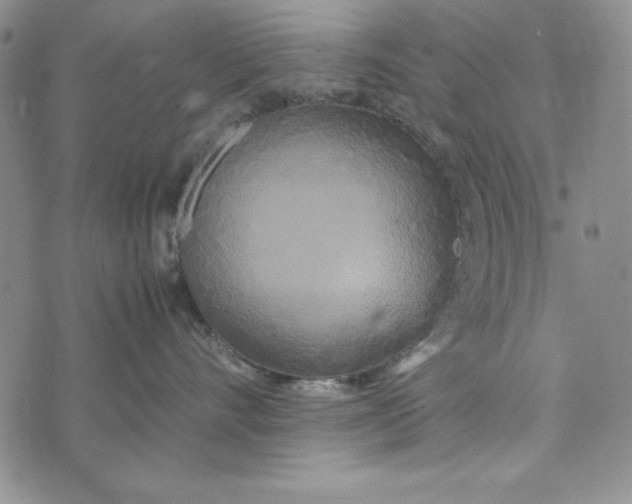 X0000072520528200608041535