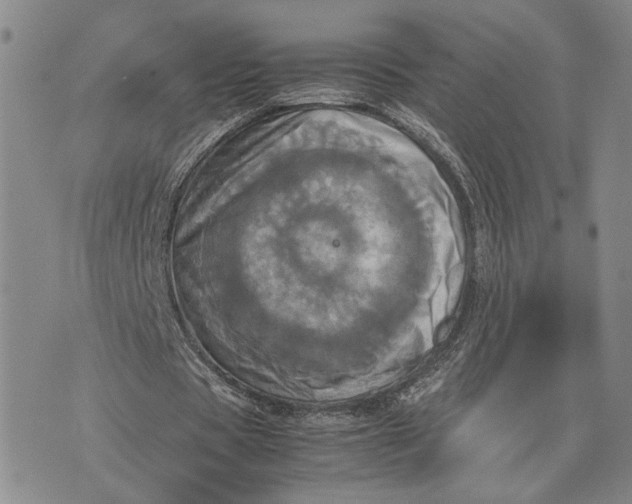 X0000072520529200608041534