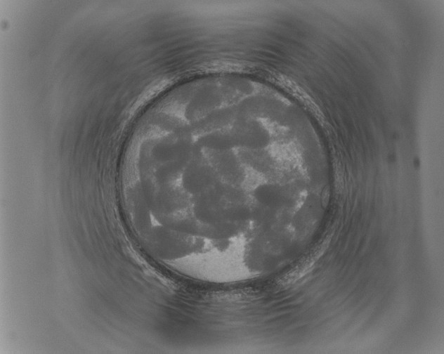 X0000072520625200608041533