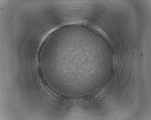 X0000072520628200608041533