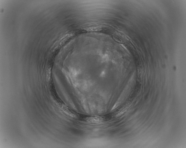 X0000072520652200608041533