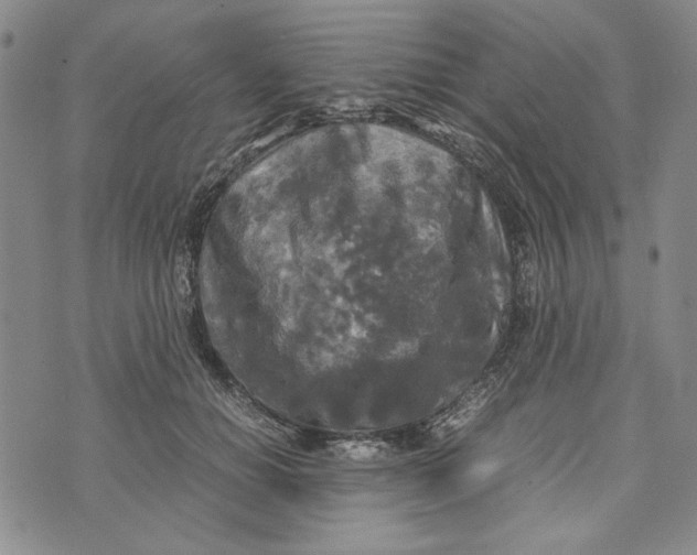 X0000072520654200608041533