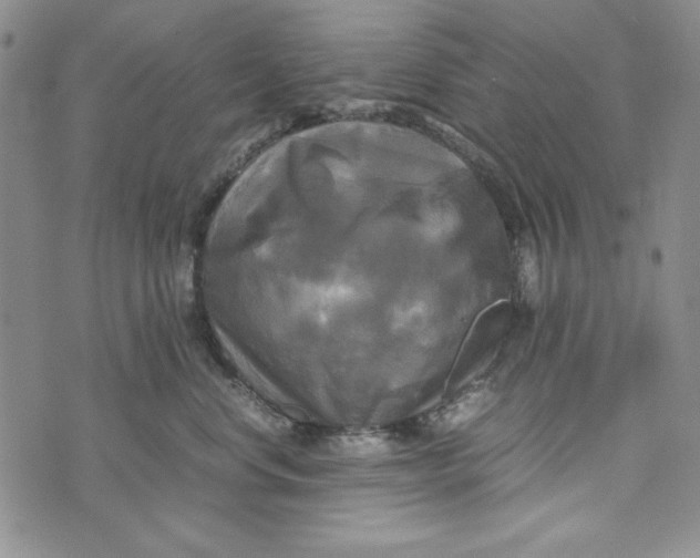 X0000072520668200608041533