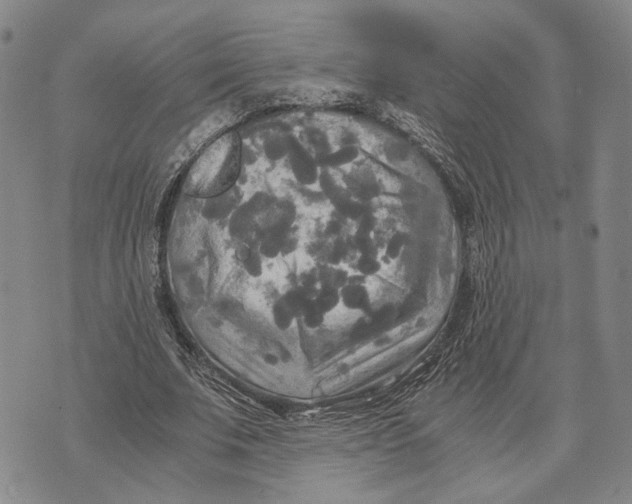 X0000072520679200608041532