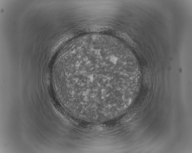 X0000072520683200608041532