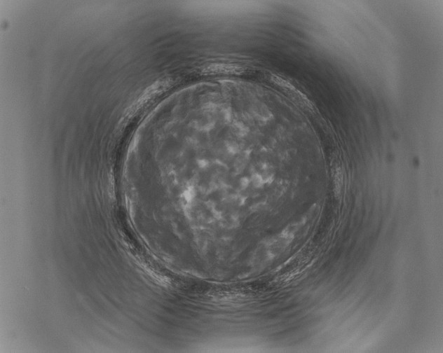 X0000072520729200608041531