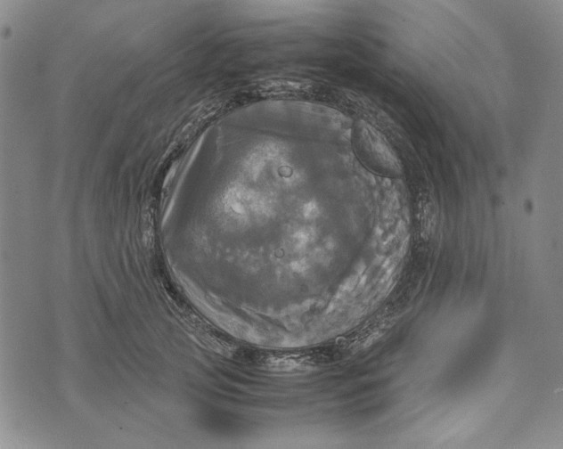 X0000072520753200608041531