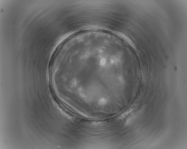 X0000072520839200608041530