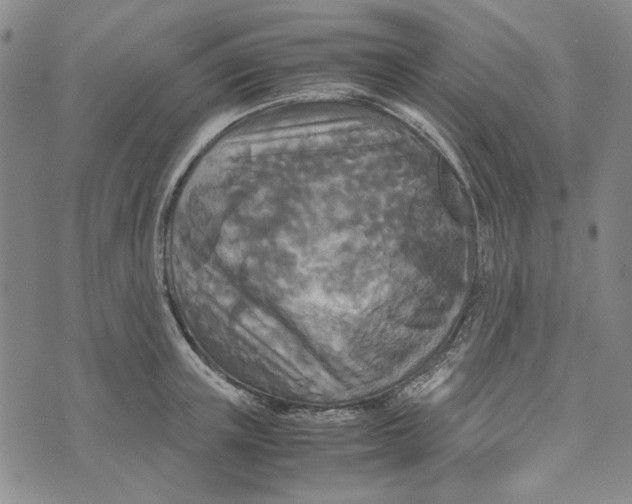 X0000072520851200608041530