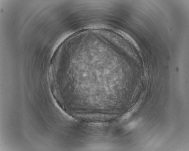 X0000072520855200608041530