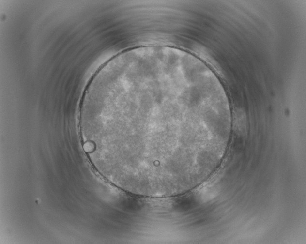 X0000072520856200608041530