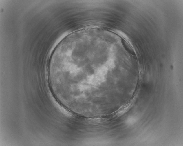 X0000072520859200608041530