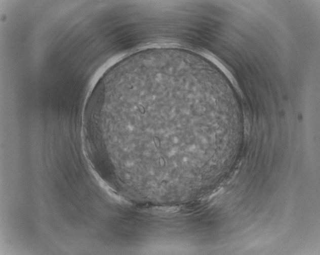 X0000072520861200608041530