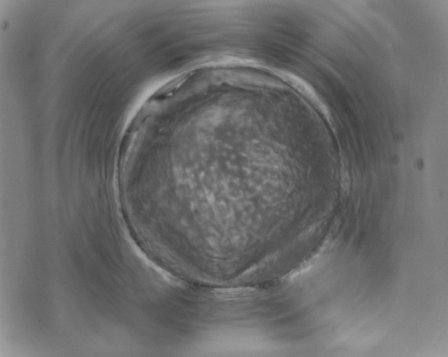 X0000072520863200608041530