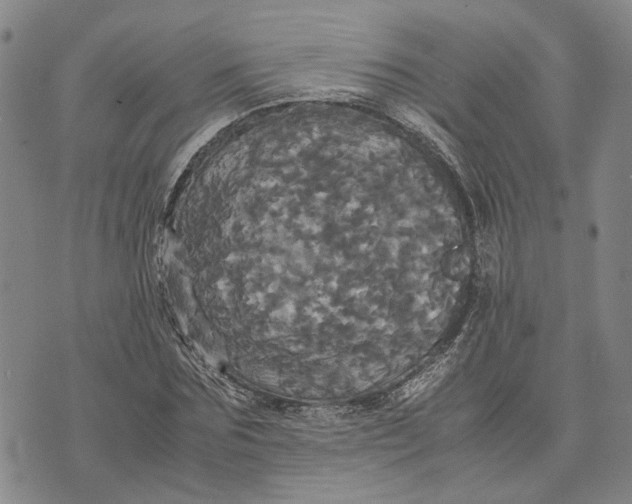 X0000072520875200608041529