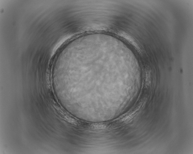 X0000072520878200608041529