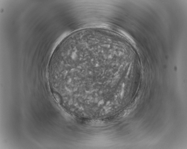 X0000072520907200608041529