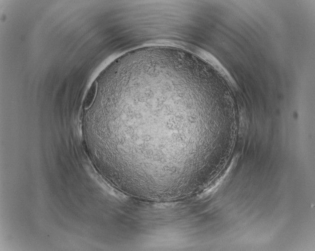 X0000072520908200608041529